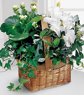 White Assortment Basket